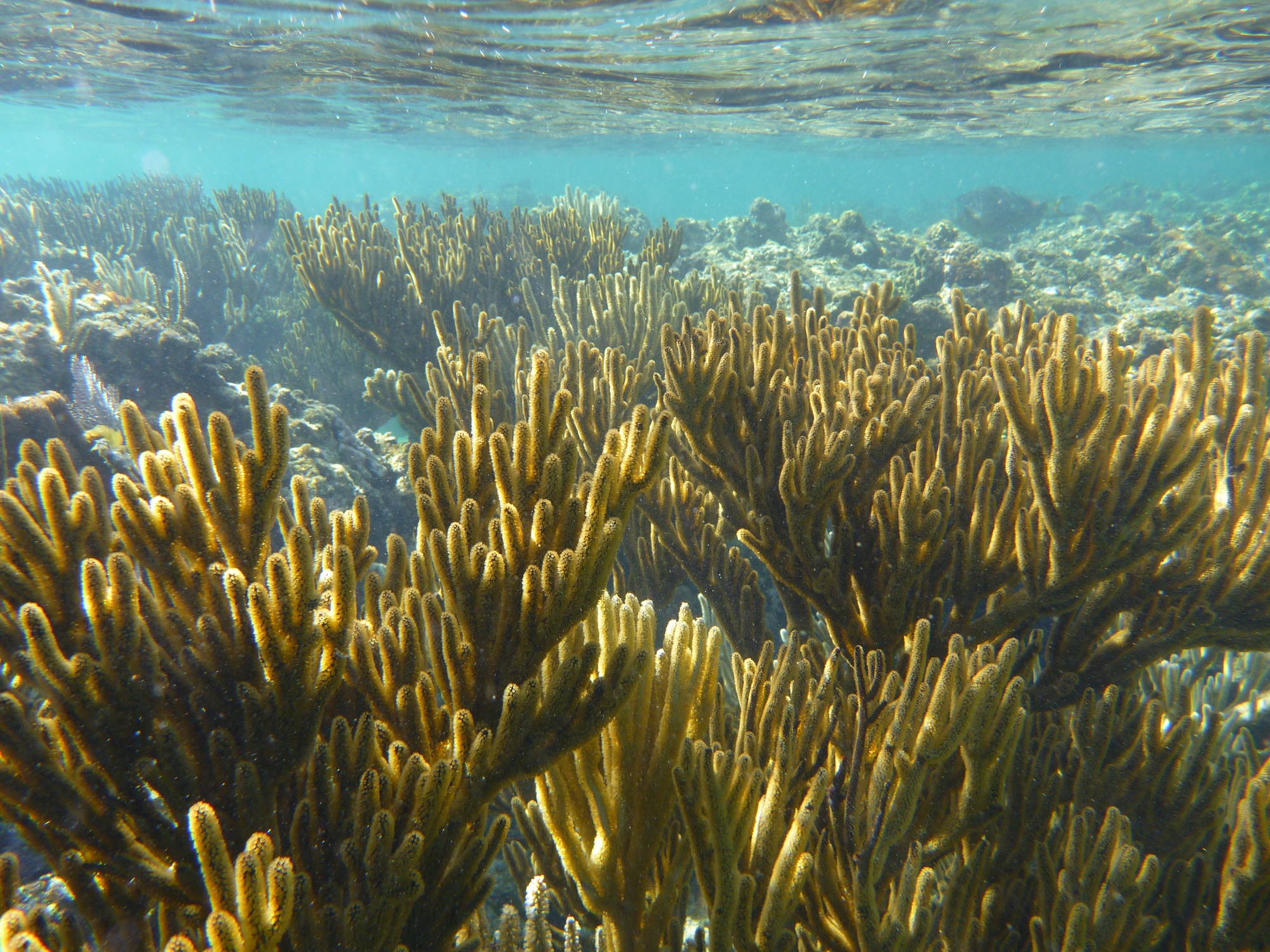 Roatan Coral Reef 1